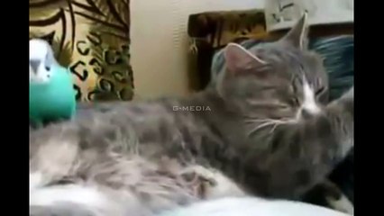 Funny Bird Wakes Up Cat