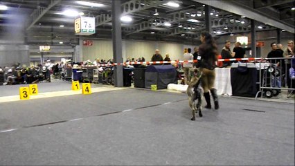 Luxembourg 90eme show international classe ouverte male+cacib rcacib