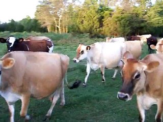 Our Jersey Cows Coming Home