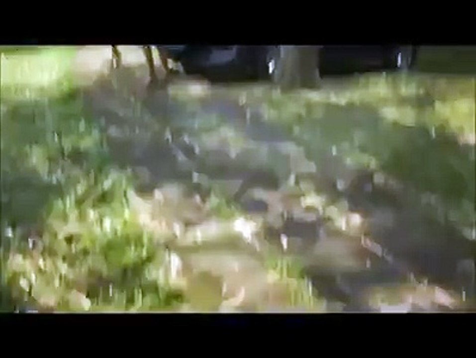 Crocodile attack