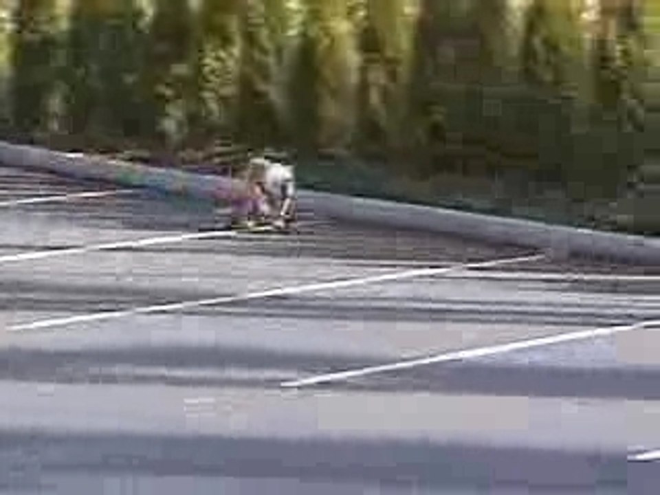 un chien qui fait du skate ?