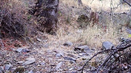 Mountain Lions Caught on Camera in San Francisco Bay Area