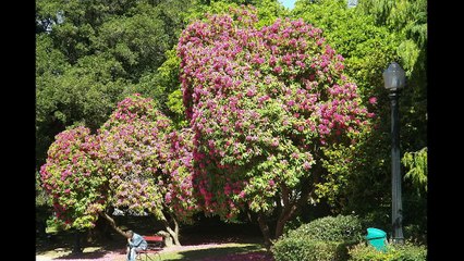 Porto, les jardins du Palais de Cristal au Printemps