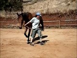Slow Motion Video 3 yr old Warmblood Gelding with Wobblers Syndrome, Turn and back