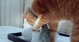 Popüler komik kedi videoları 2015 - Popular Funny Cat Videos
