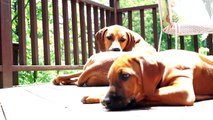 First Week with Rhodesian Ridgeback Puppy - Marking Our Territoy | Petcentric