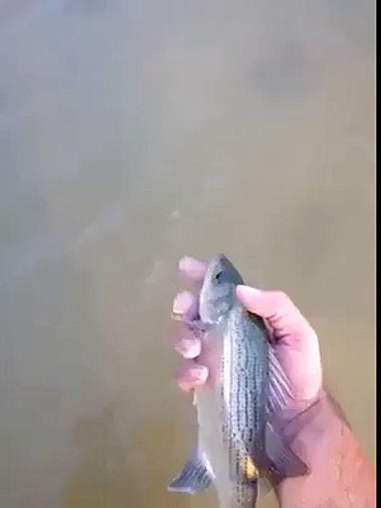 Friendly Fish -