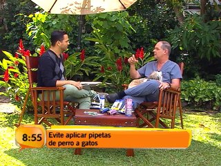 El uso de pipetas en perros y gatos