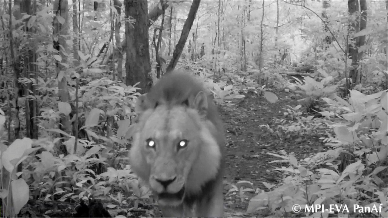 Lions make surprise comeback in Gabon