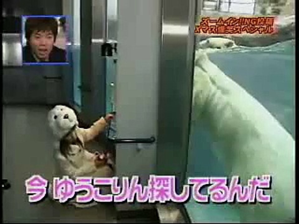 Un ours polaire attaque un phoque