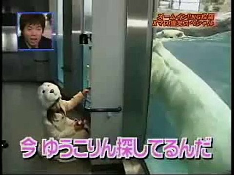 Un ours polaire attaque un phoque