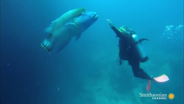 Encounters with Giant Fish at the Great Barrier Reef