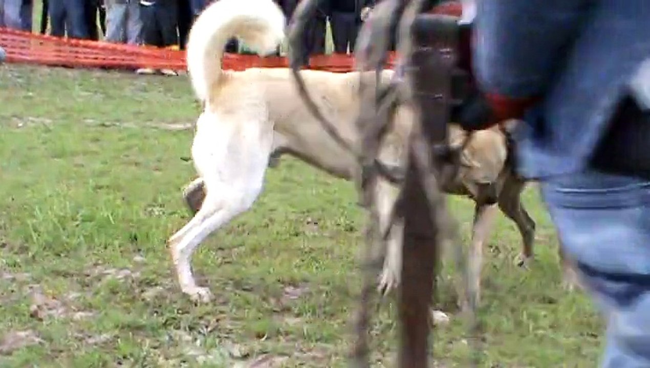 Destan vs Palu