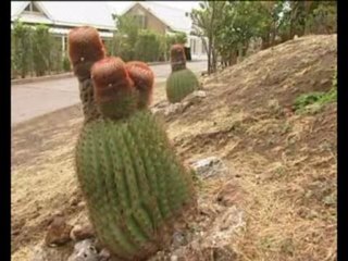 La Désirade, terre sauvage