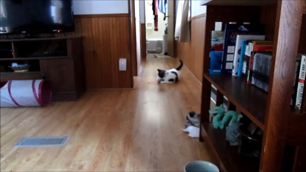 Paws and the Toy Rat