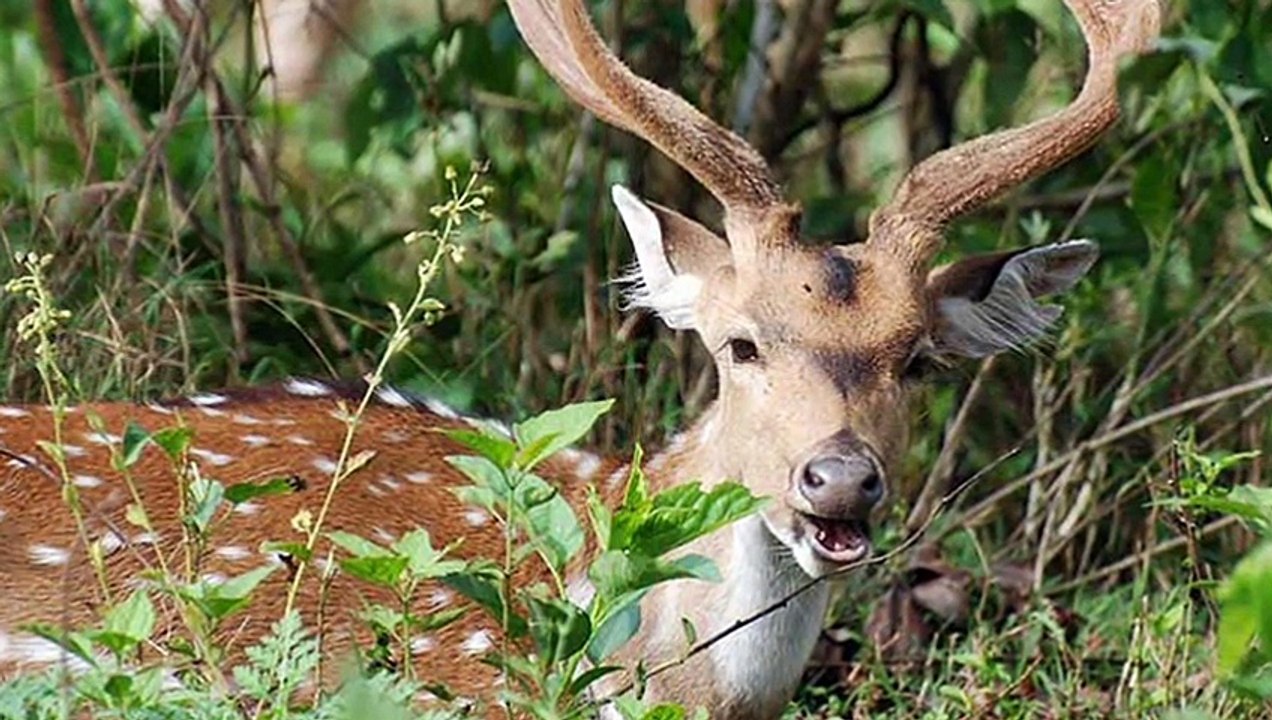 Chikmagalur - Karnataka, India,
