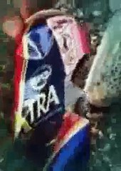 Top 10 Most Dangerous Fishes in the World