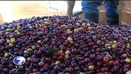 Los mejores tipos de café del país compiten por la “taza de la excelencia”