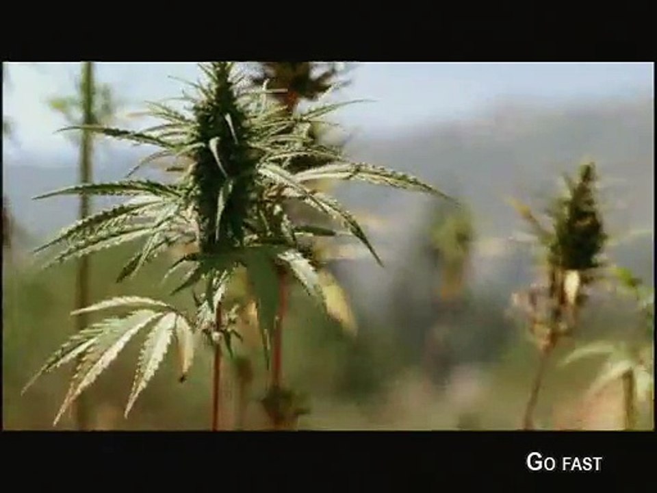 GO FAST - Bande-annonce