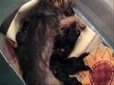 Yorkshire Terrier has puppies! Dog gives birth