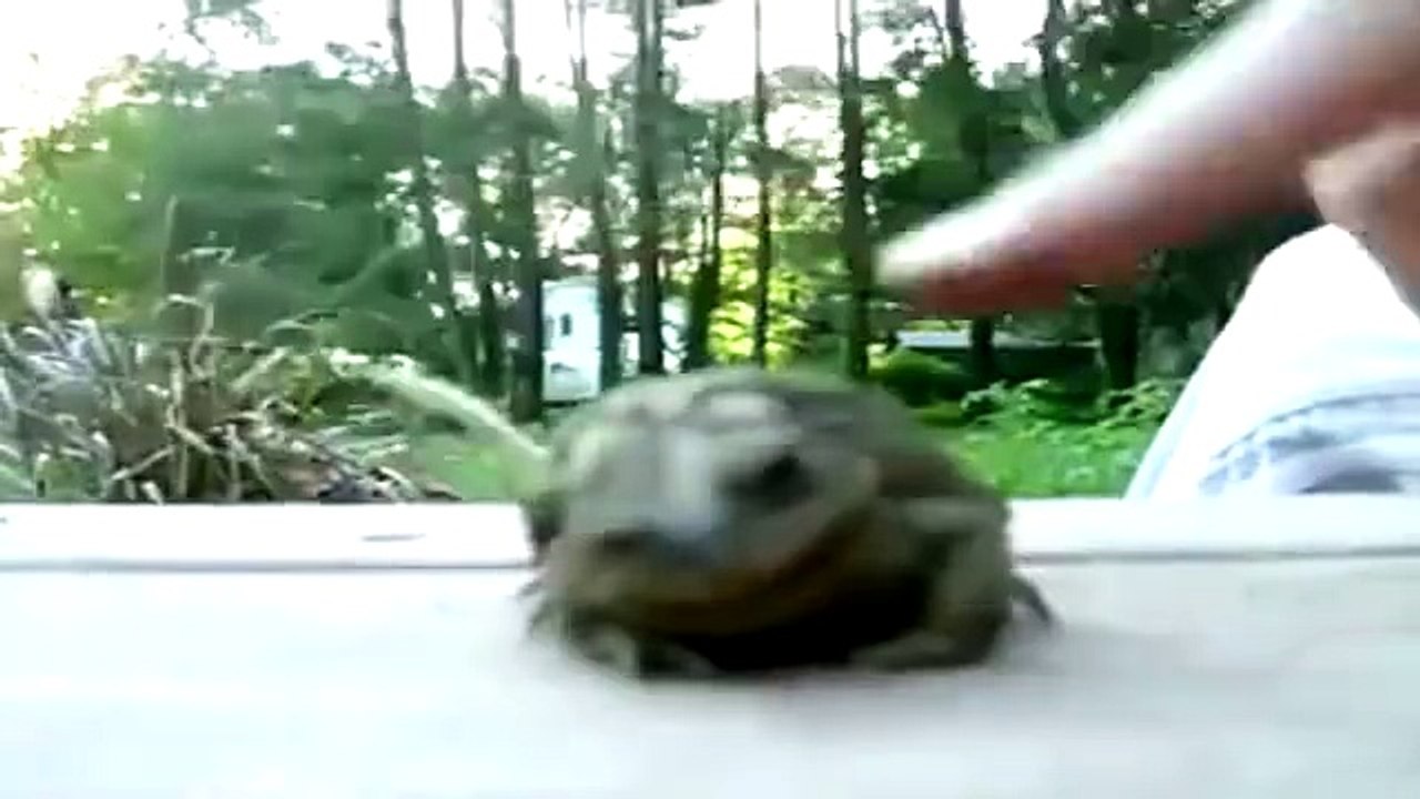 How To Make A Toad Happy