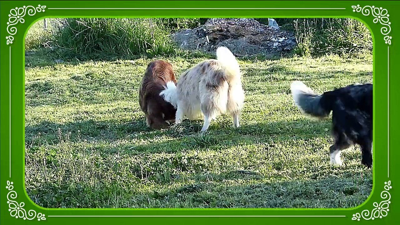 Mafalda's Border Collie - Nuestros Border jugando 31 Marzo 2015