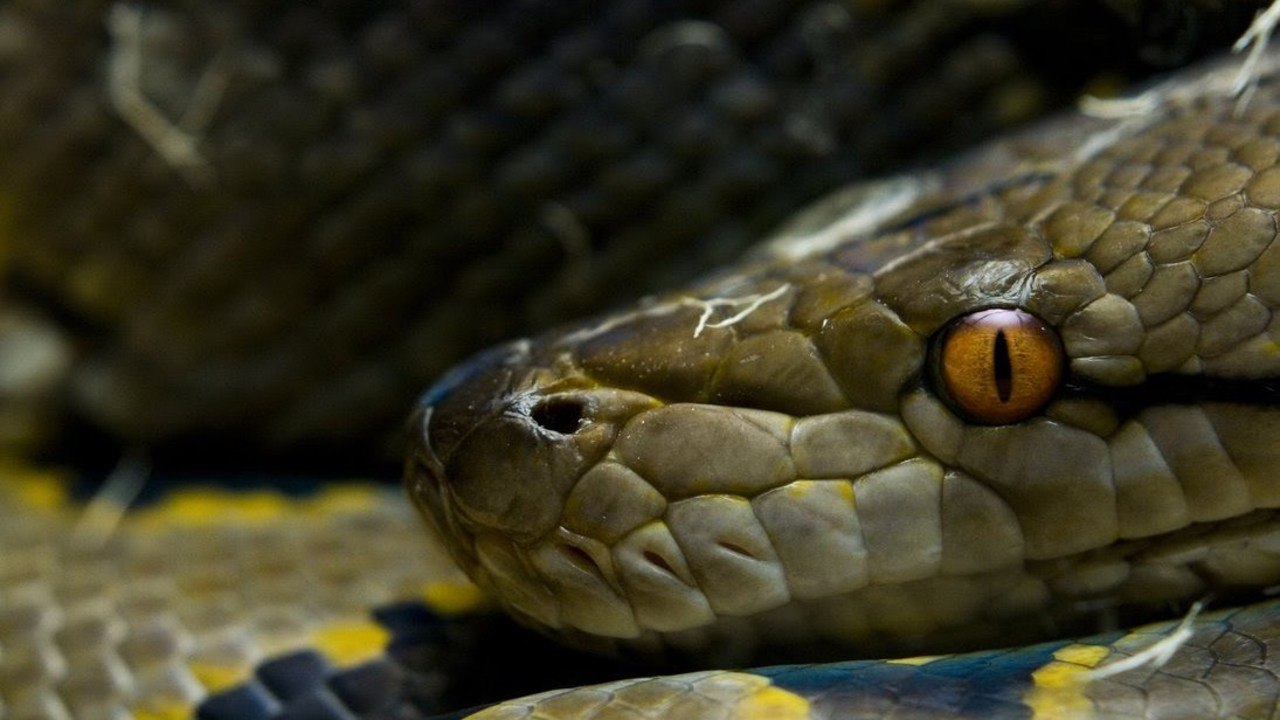 "Big" Snakes!