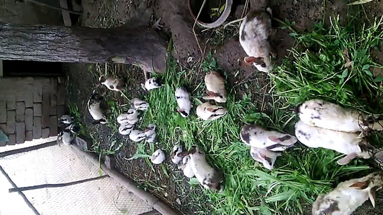 Beautiful rabets
