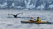 Kayaker Has Close Encounter With Hunting Whales