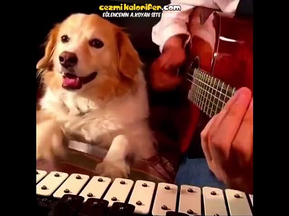 Sahibinin Gitarına Eşlik Eden Köpek  Evet ip var