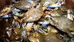 Fest Track On Sirk TV: CHARLIE'S FISH HOUSE (Stone Crab Jam) [Crystal River, Florida]