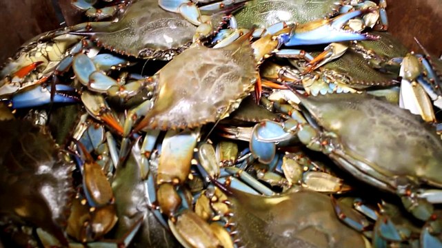 Fest Track On Sirk TV: CHARLIE'S FISH HOUSE (Stone Crab Jam) [Crystal River, Florida]