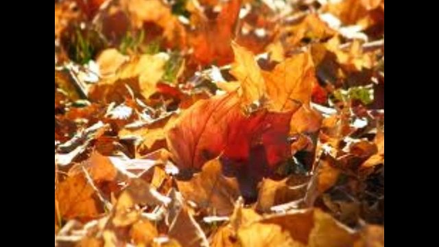 OPUS4, Nikos Papadiotis FEUILLES MORTES David Nachmias (piano)