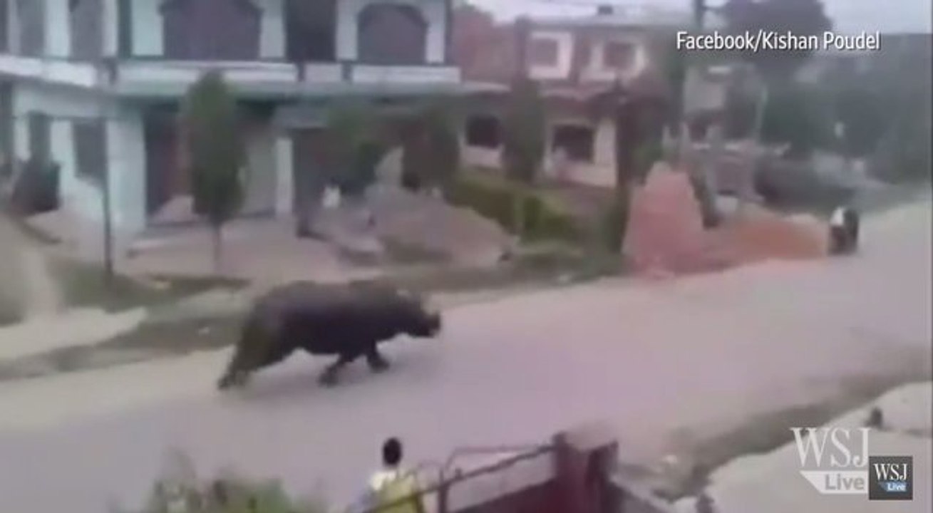 Giant Rhino Chases Motorcycles