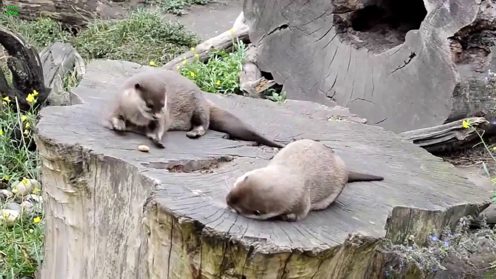 ⁣Funny otters at the zoo are juggling a Rock - SO CUTE! ♠