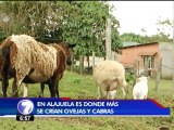 La cría de cabras y ovejas continúa expandiéndose en el país