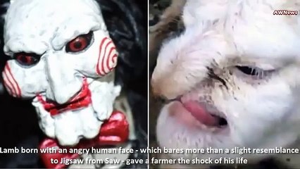 insani shakal ka bair ka bacha