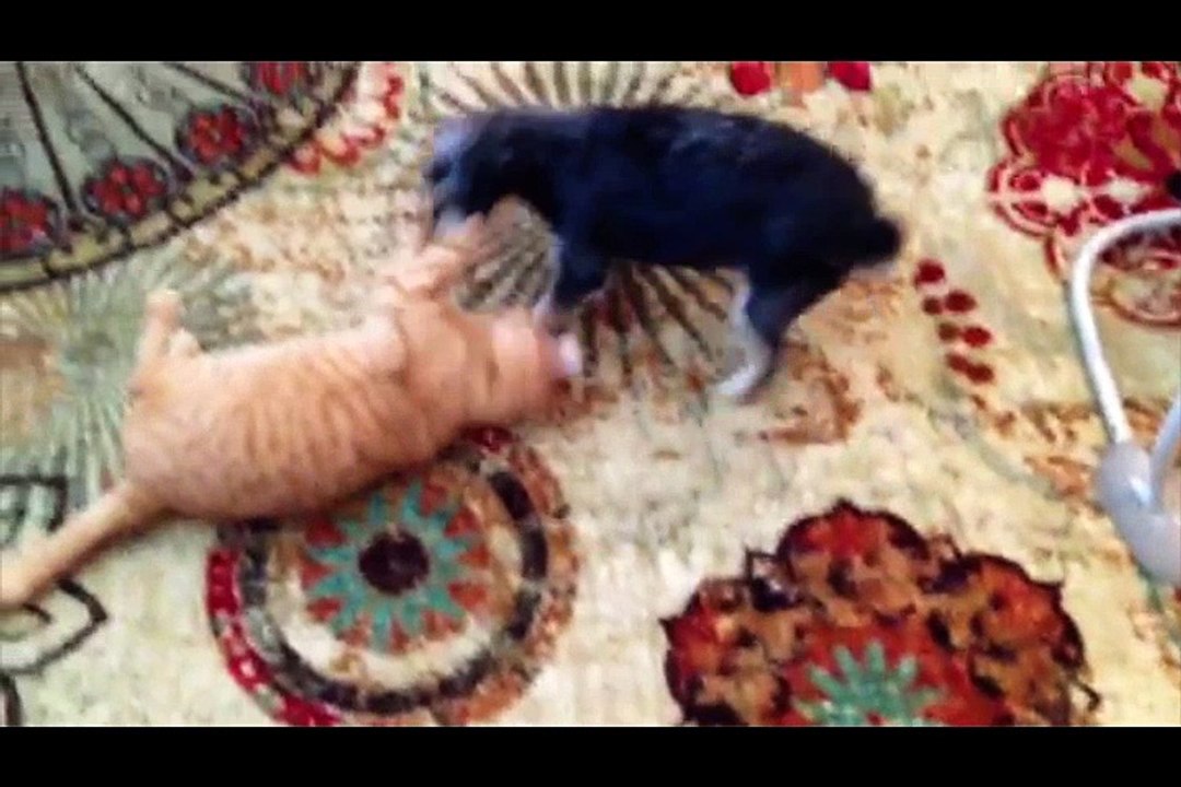 Do Cats Love Dogs?