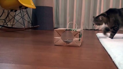 cat Look at my pretty dress