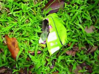 Durianrider stealing durian and chumpadak raw food extremism!!