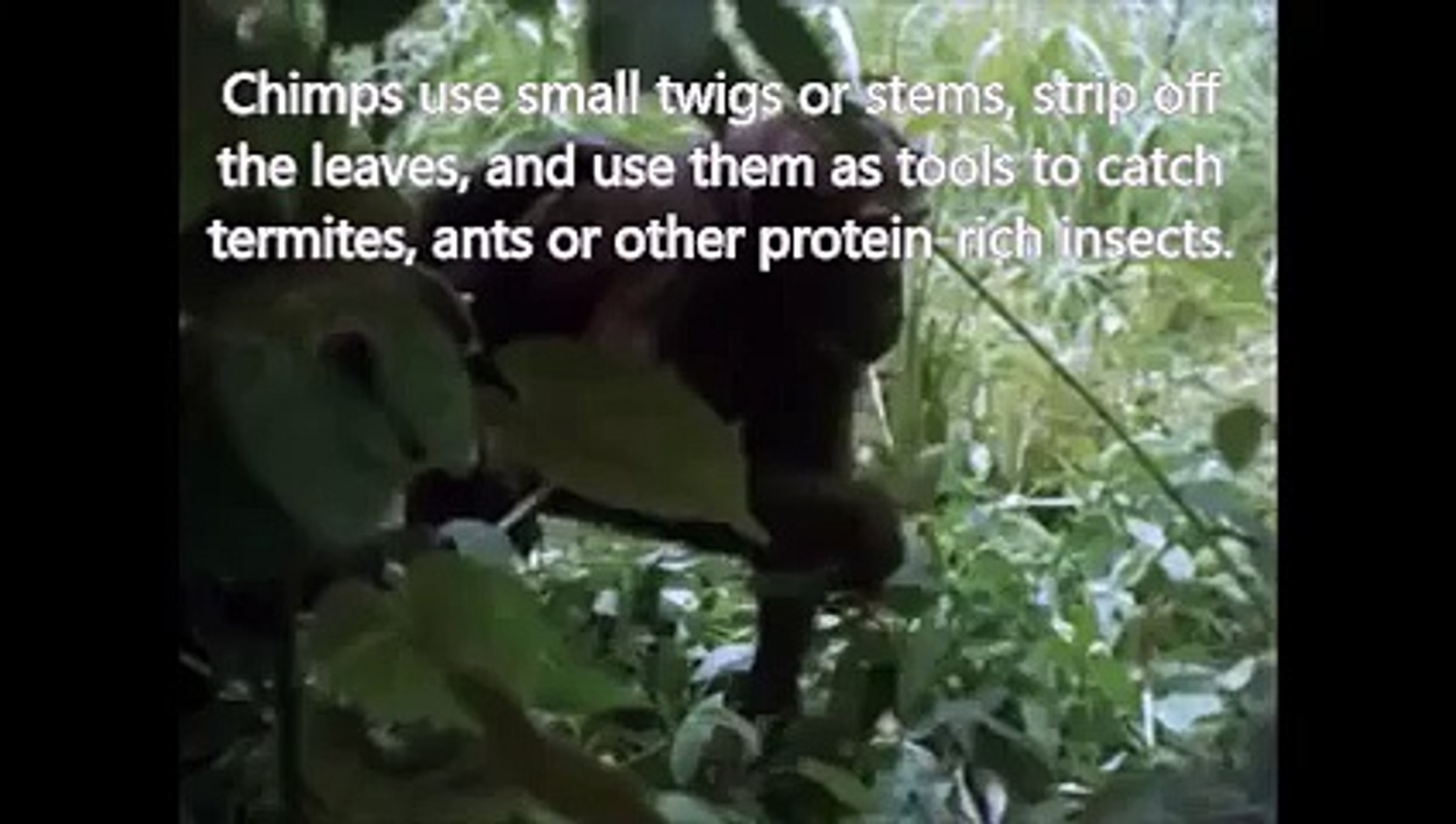 Video 8: Diet and tool use by chimpanzees