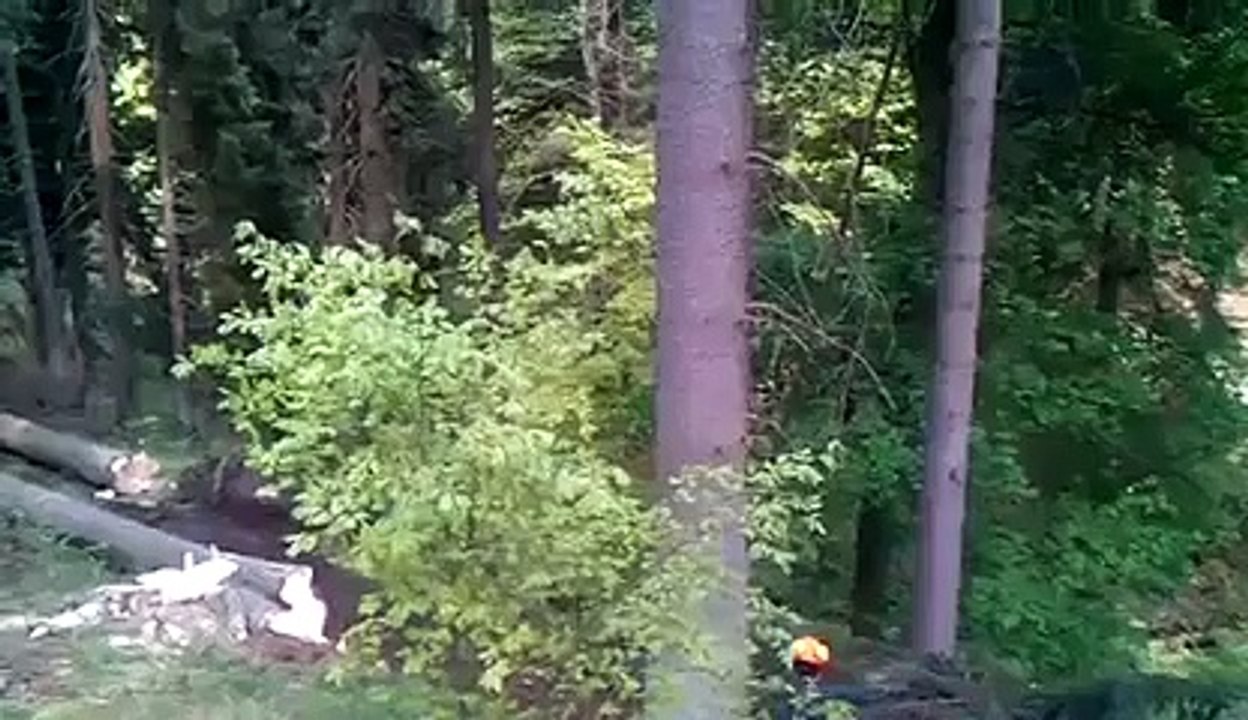 arbre dominos