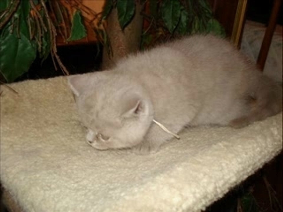 Bentley : son futur copain