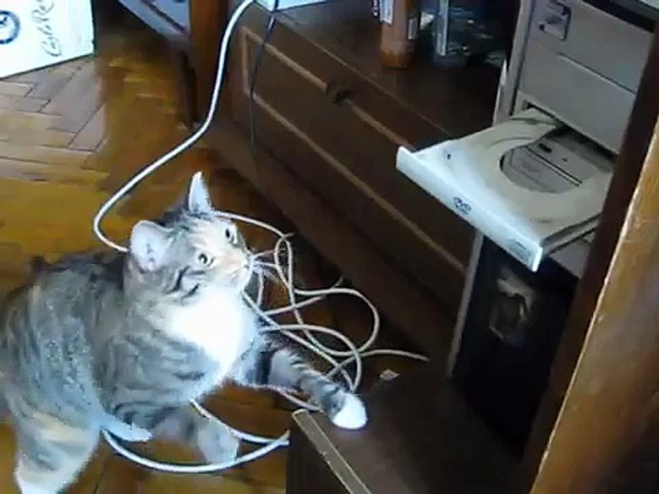 chat vs lecteur dvd