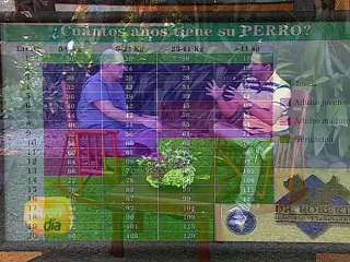 Este atento a los factores del envejecimiento de los perros