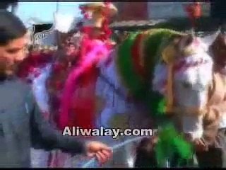 Mehndi (Hazrat Qasim A.S)