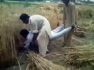Pakistani Village People Wheat Harvest With Amazing Fun