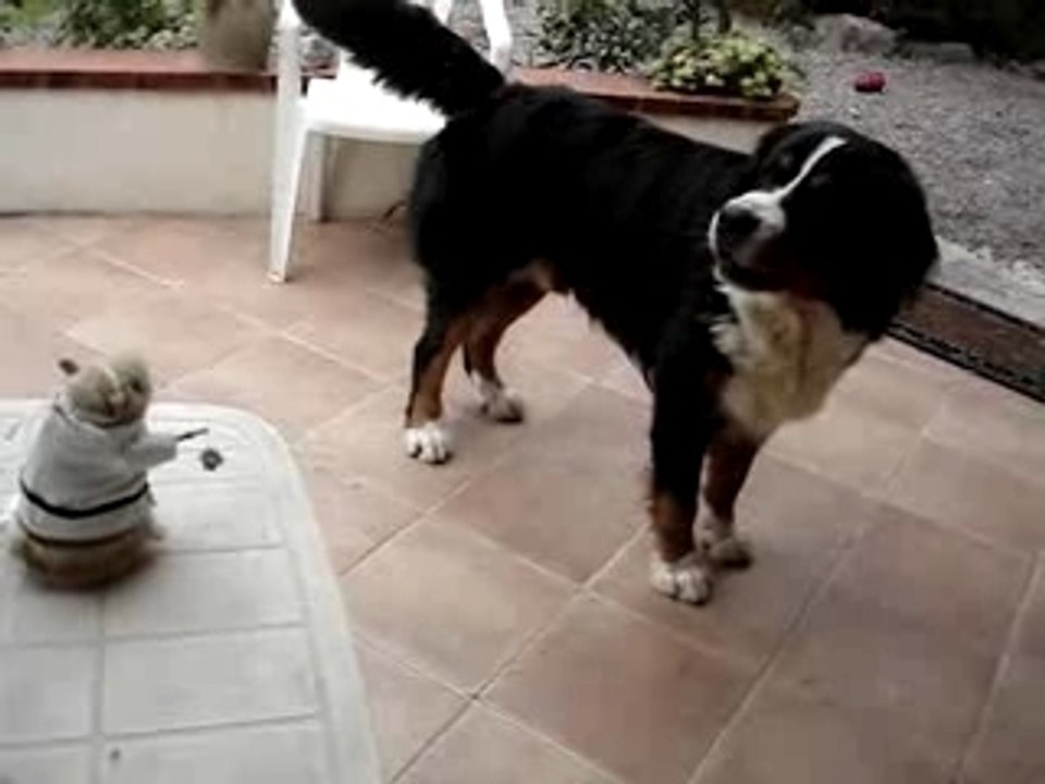 bouvier bernois nels