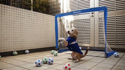 Purin, chien et super gardien !