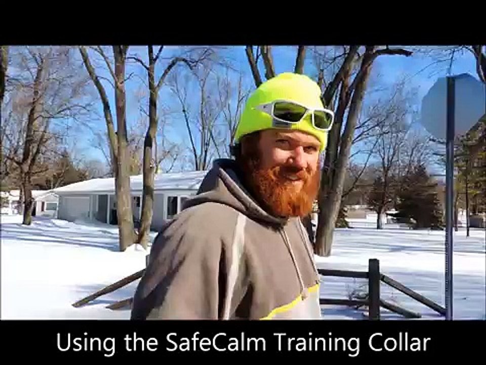 Training Aggressive Dogs